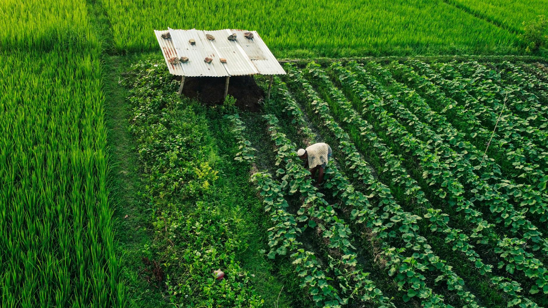 Consulenza legale a Padova per prelazione agraria, diritto di riscatto e compravendita di fondi rustici